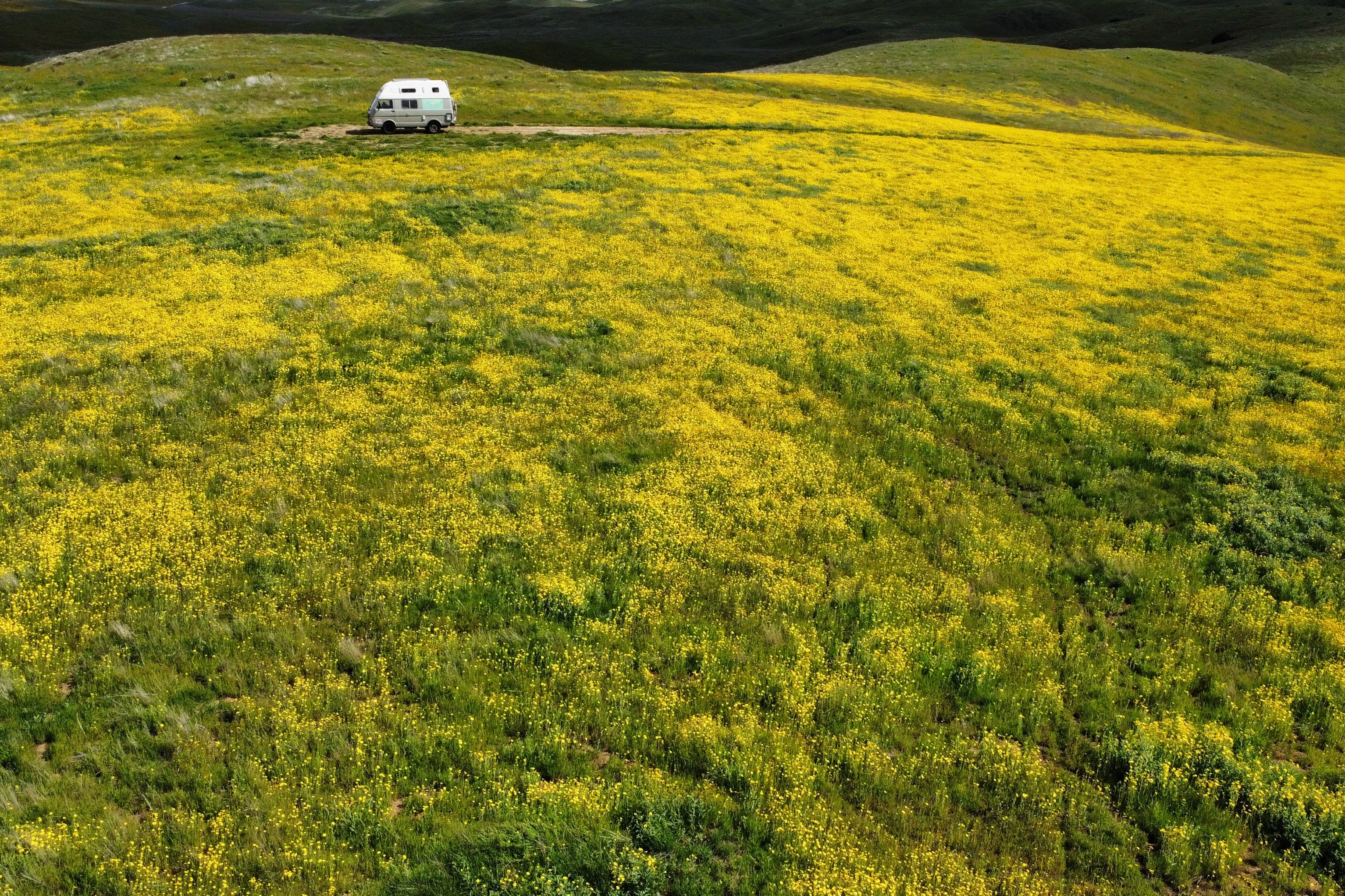 Collines fleuries à Carrizo Plain